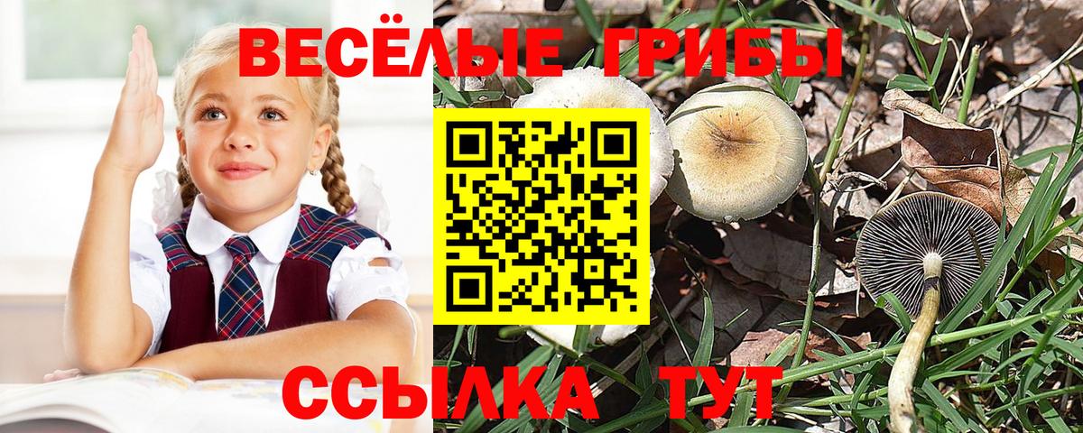 Зима  Галлюциногенные грибы Psilocybe  Псилоцибиновые грибы ЛСД  Вход с VPN 